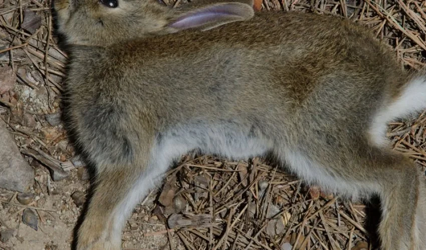 Dead Animal Removal: What Happens When an Animal Dies
