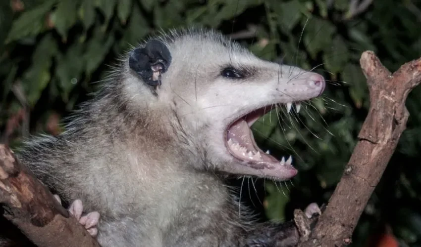 Deter Opossums Before Animal Removal Becomes Necessary