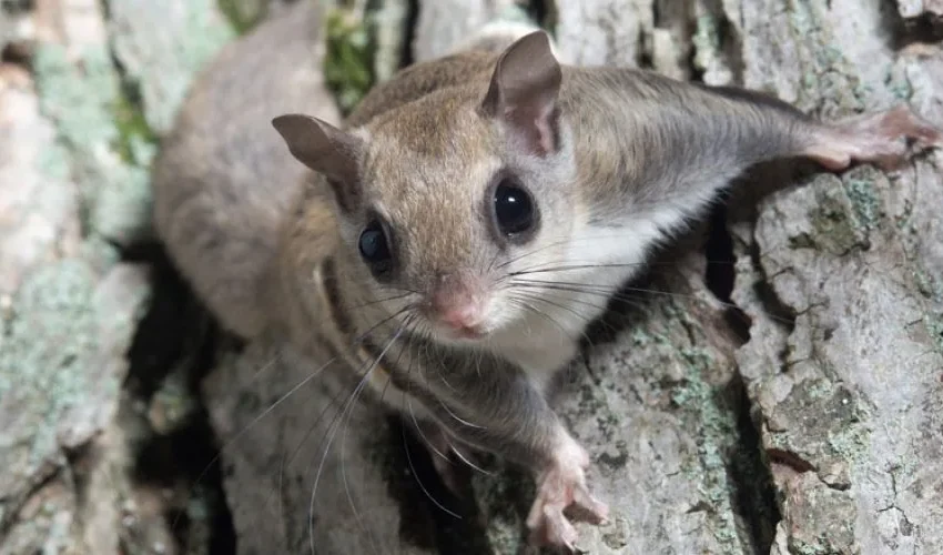 Flying Squirrel Removal Advice