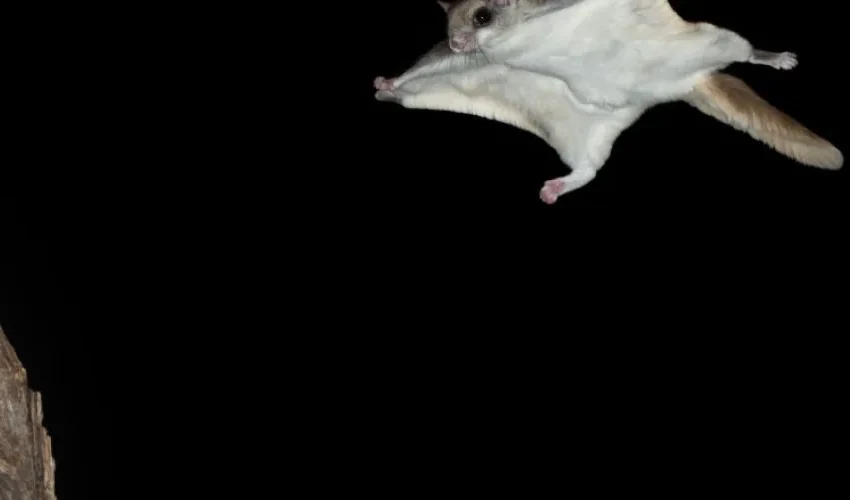 Flying Squirrels Can Cause As Much Damage as Other Squirrels