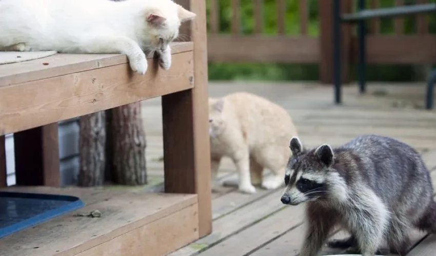Raccoon Removal Tips: How to Raccoon-Proof Your Deck or Porch
