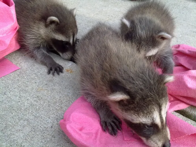 When Is Raccoon Season?
