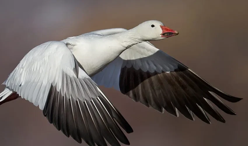 Geese Found in Ohio From the Geese Removal Experts