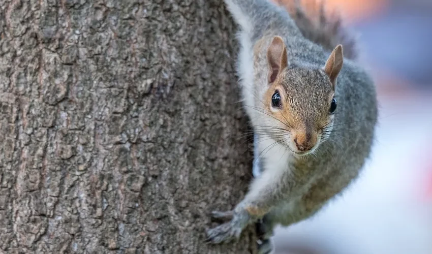 How to remove a squirrel