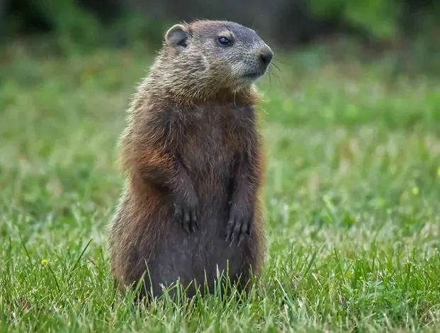 How Far Do Groundhogs Travel From Their Burrows?