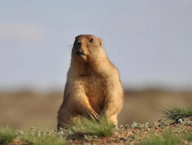 Groundhog control