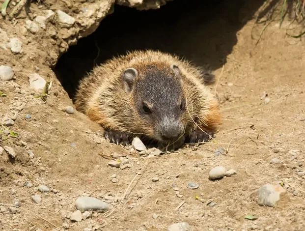 How Far Should You Relocate a Groundhog After Trapping?