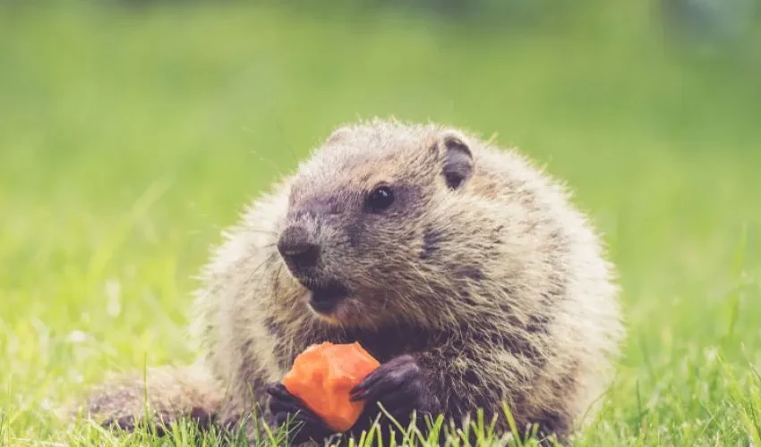 Groundhog Removal, Trapping and Control