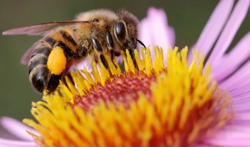Honey Bee Removal: Information on Africanized Honey Bees