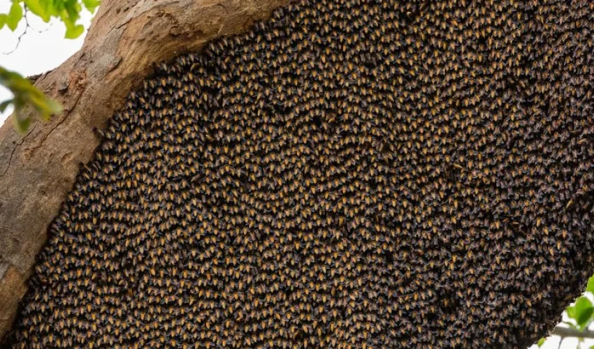 Honey Bee Removal: Understanding Honey Bee Behavior