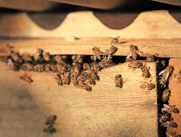 Honey Bee Removal