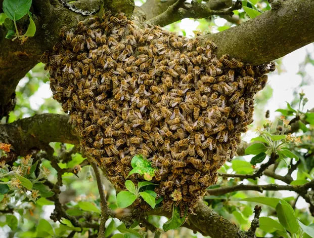 Bee prevention after removal