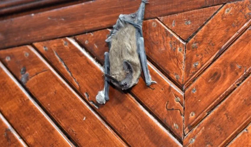 How a Bat Valve Works for Bat Removal