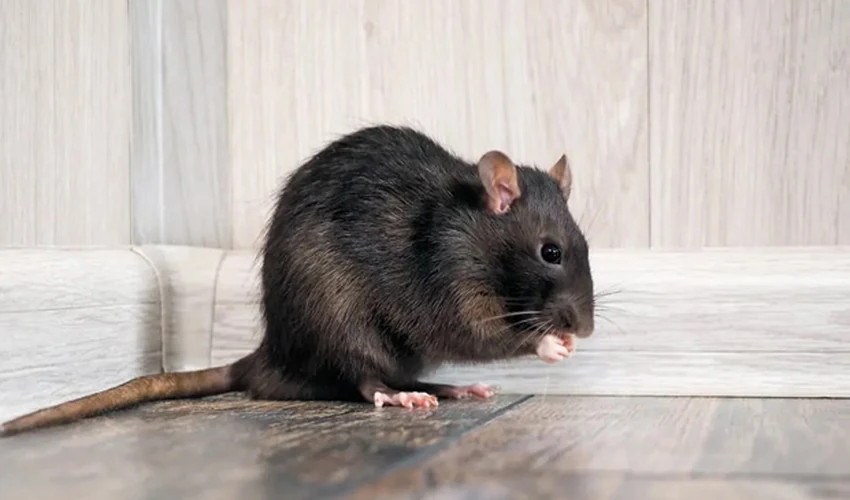 Rat nesting indoors