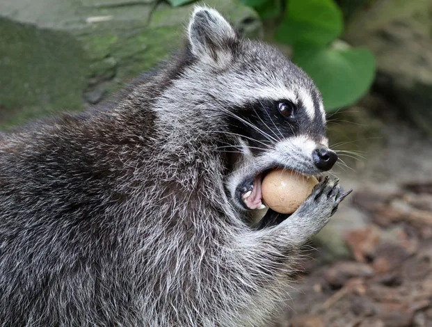 Humane raccoon handling