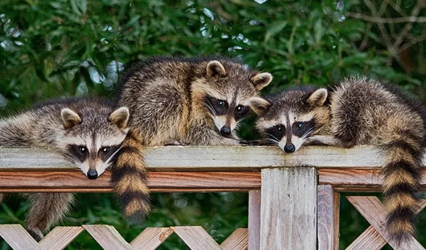 How to Keep Nuisance Wildlife Away From Your Deck, Patio, or Pool