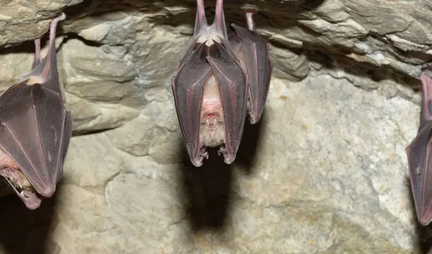 Identifying 5 Common Ohio Bats for Bat Removal
