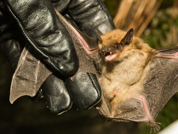 Indiana Bat Biology