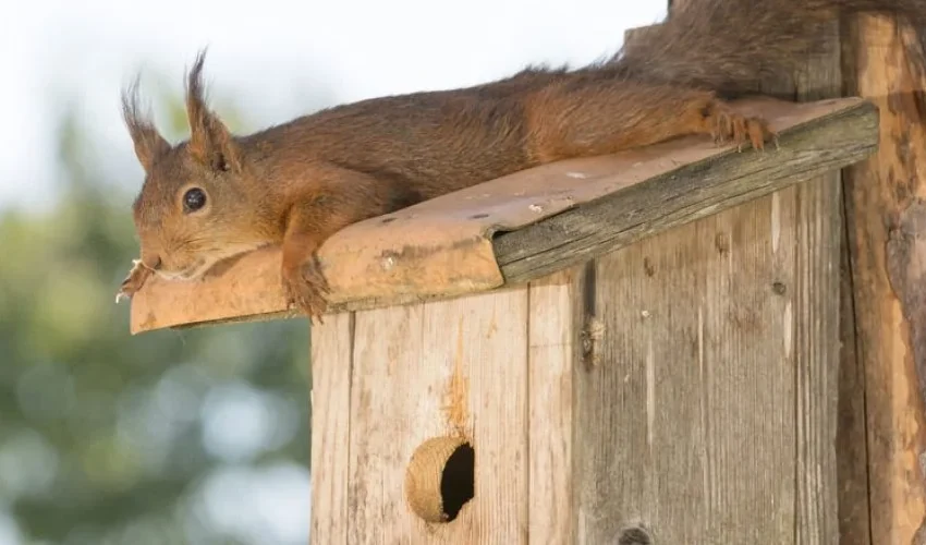 Keep Squirrels Out of Your Birdhouse and Birdfeeder or Get Squirrel Removal