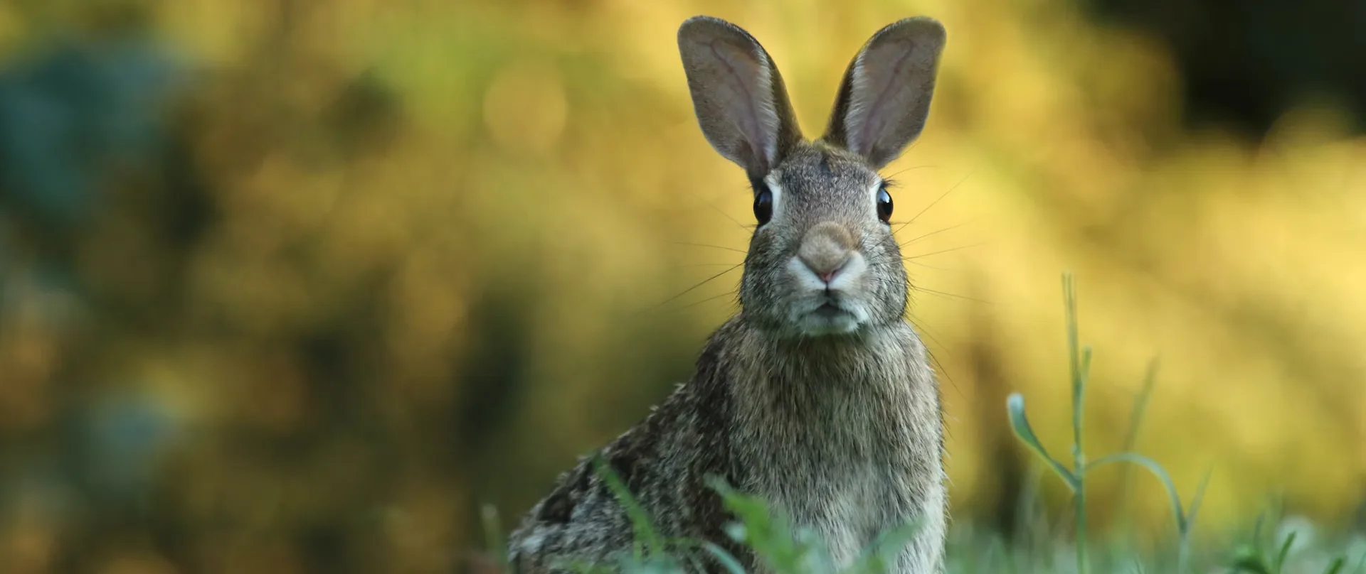 Boone County KY Animal Removal Services