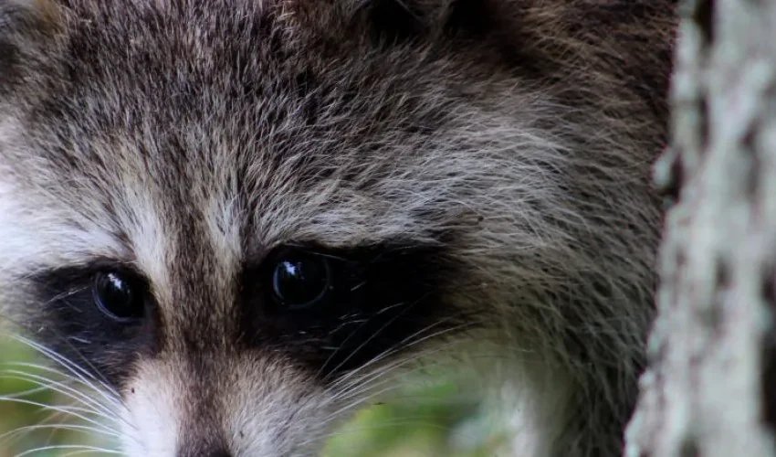 Learn How Raccoons Prepare for Winter