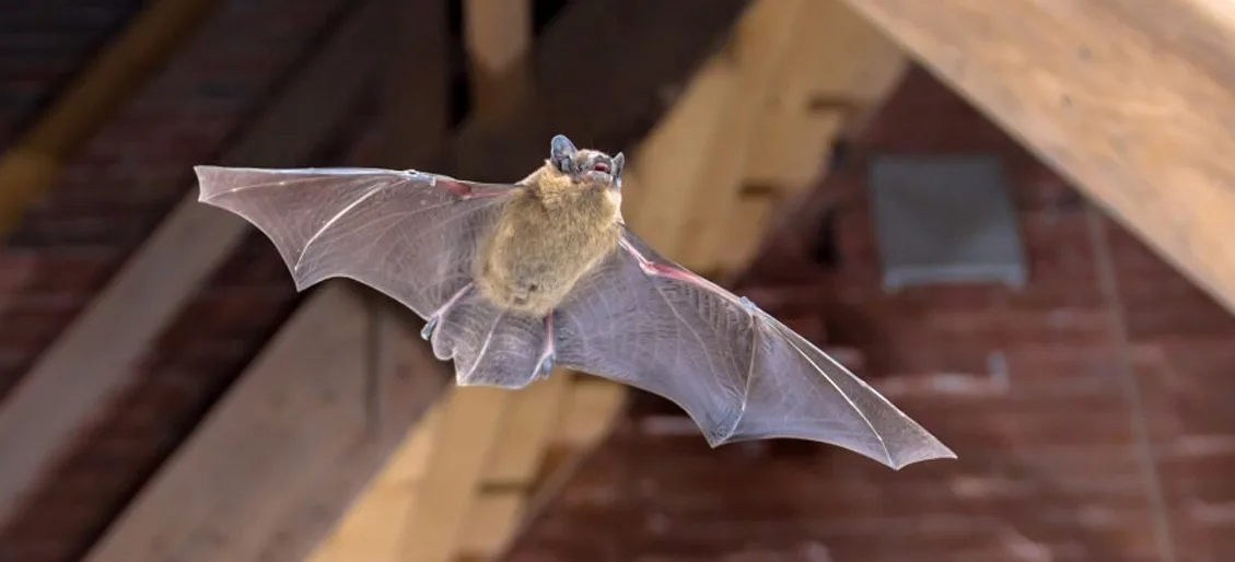 Little Brown Bat Removal