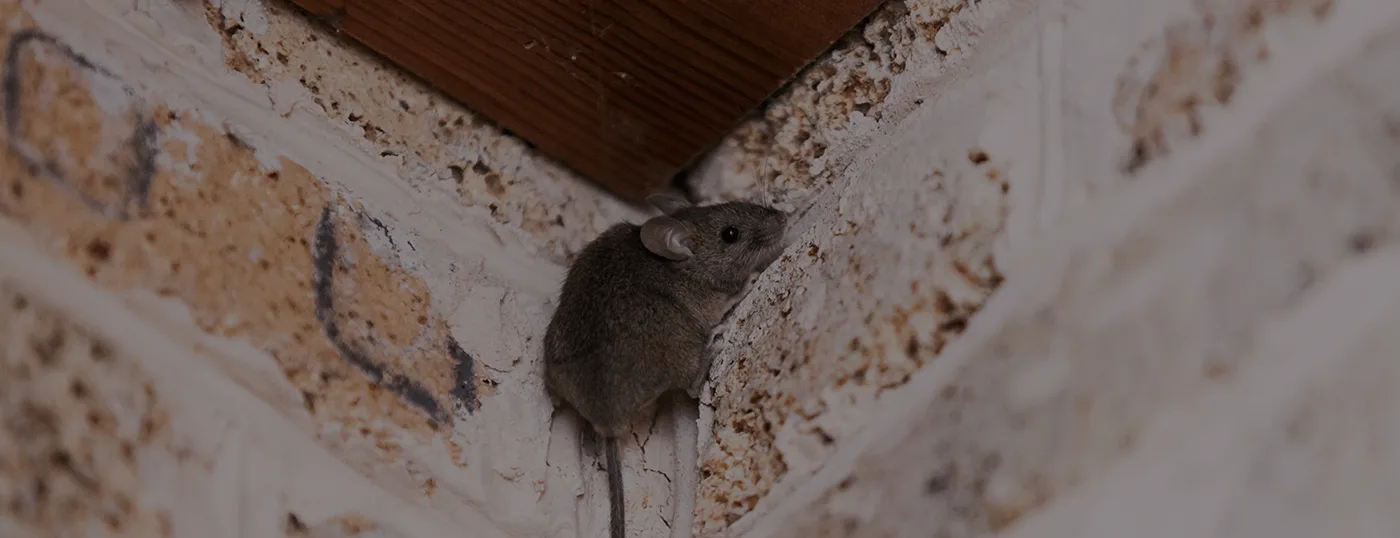 Mice Removal Services Beavercreek, OH