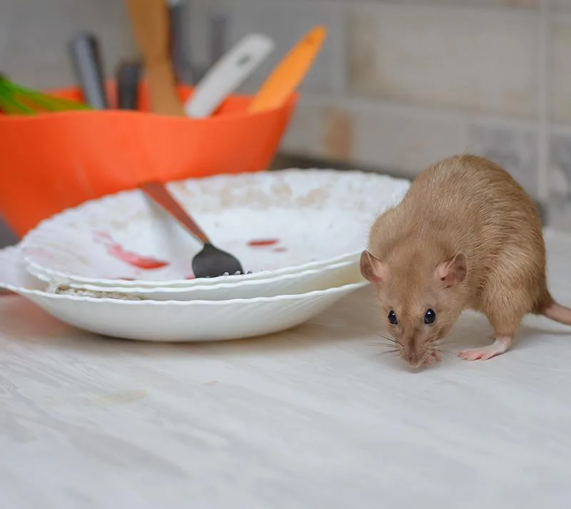 Mice Removal Services