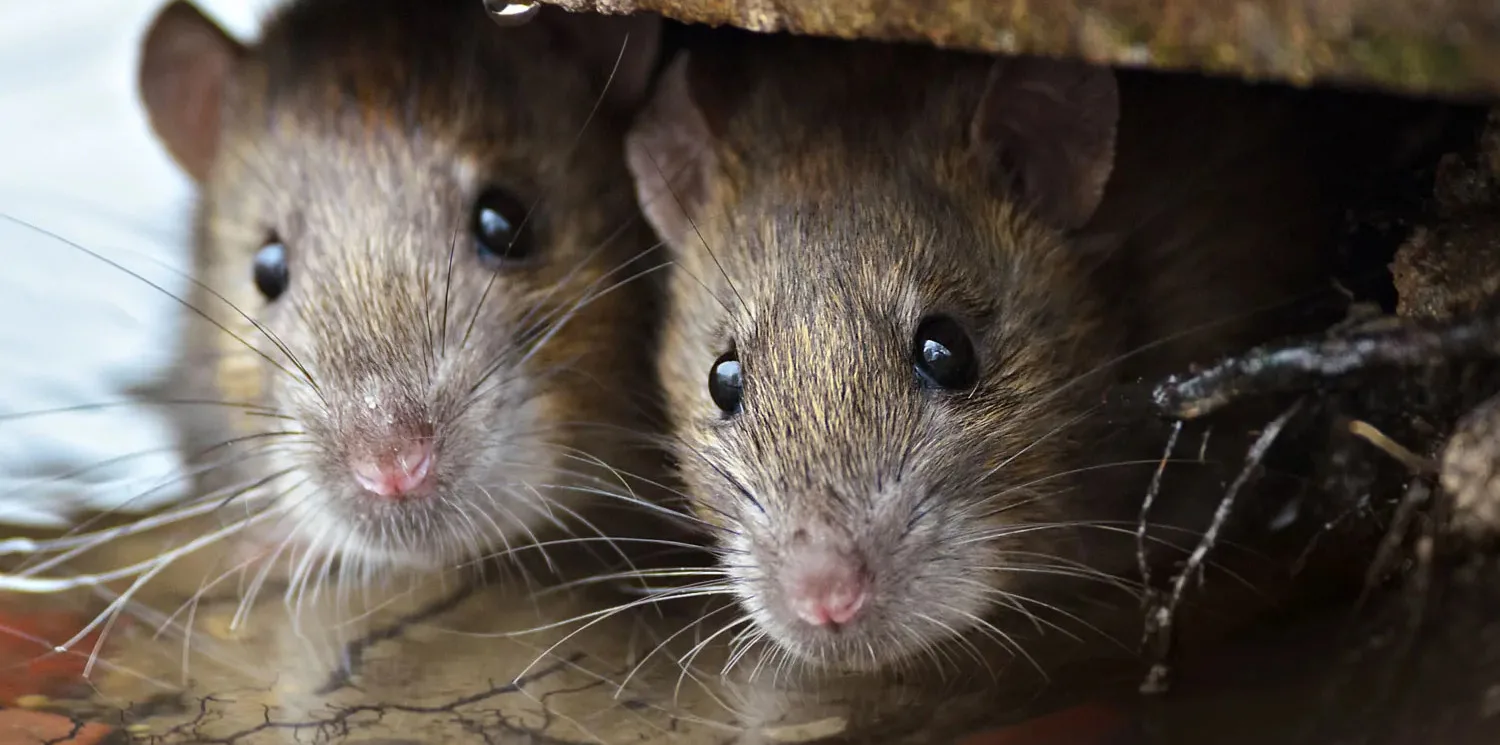 Mice Removal Tips