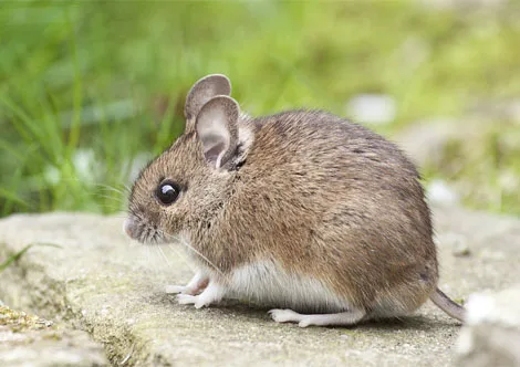 How Far Away Should You Release a Mouse?