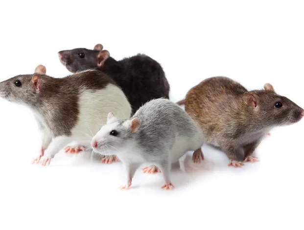 Rats traveling along routes