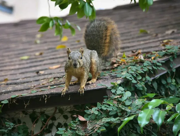 Nuisance Animals in The Attic