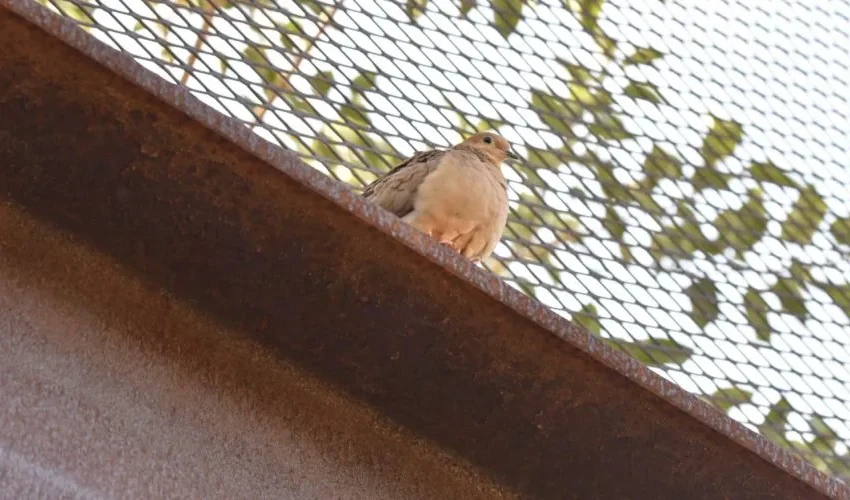 Our Bird Removal Expert Explains How Bird Netting Works