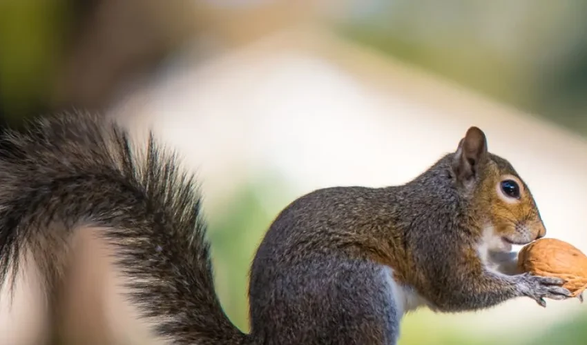 Our Squirrel Removal Expert Answers: How Do Squirrels Find Their Nuts in the Winter?