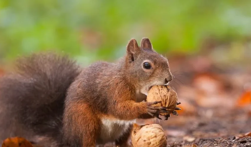 Our Squirrel Removal Expert Answers: What Nuts Do Squirrels Eat?