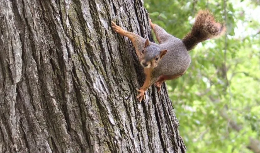 Our Squirrel Removal Expert Answers: Why Do Squirrels Flick Their Tails?