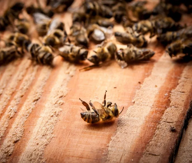 Stinging Insect Removal