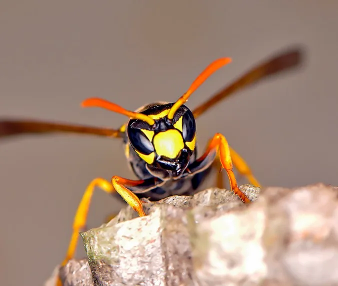 Fast Help for Stinging Insects in Cincinnati