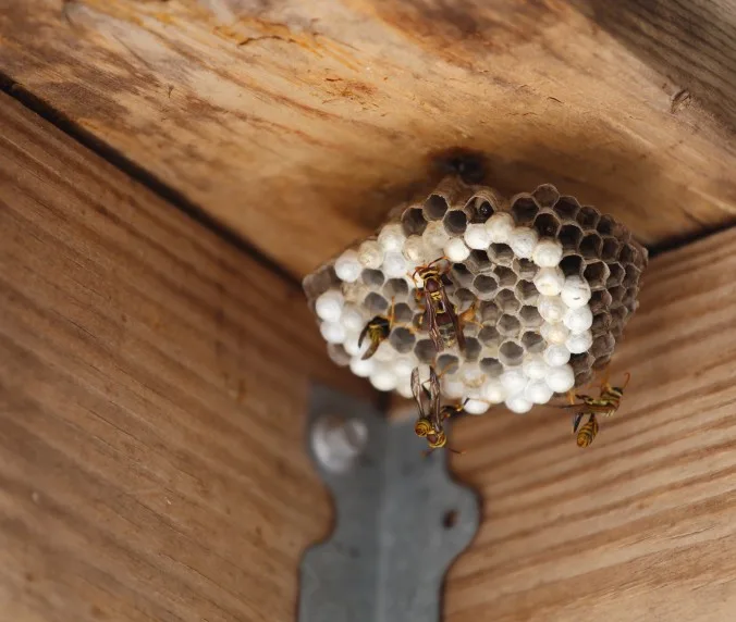 Fast Yellow Jacket Removal Near Cincinnati
