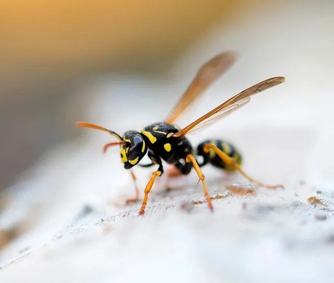 What Are Yellow Jackets?