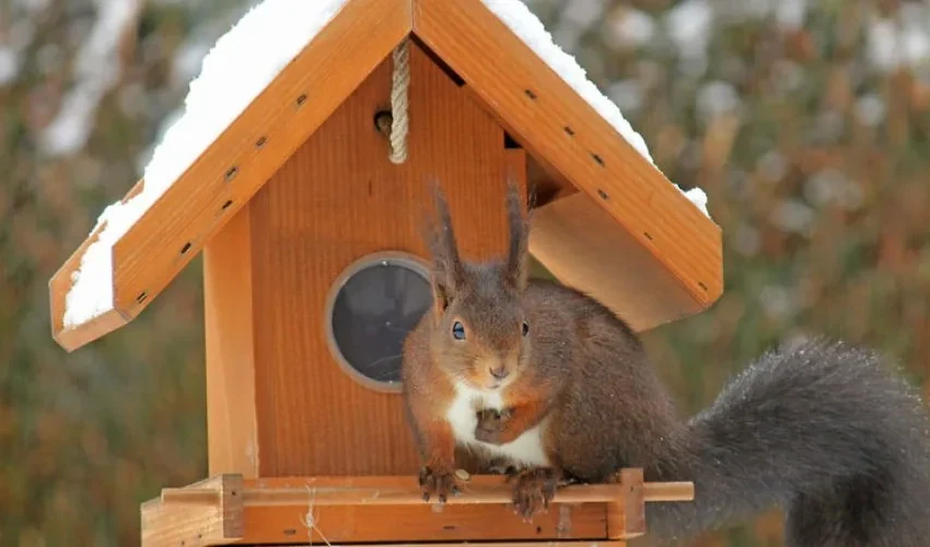 Prevent the Need for Squirrel Removal With Squirrel Houses