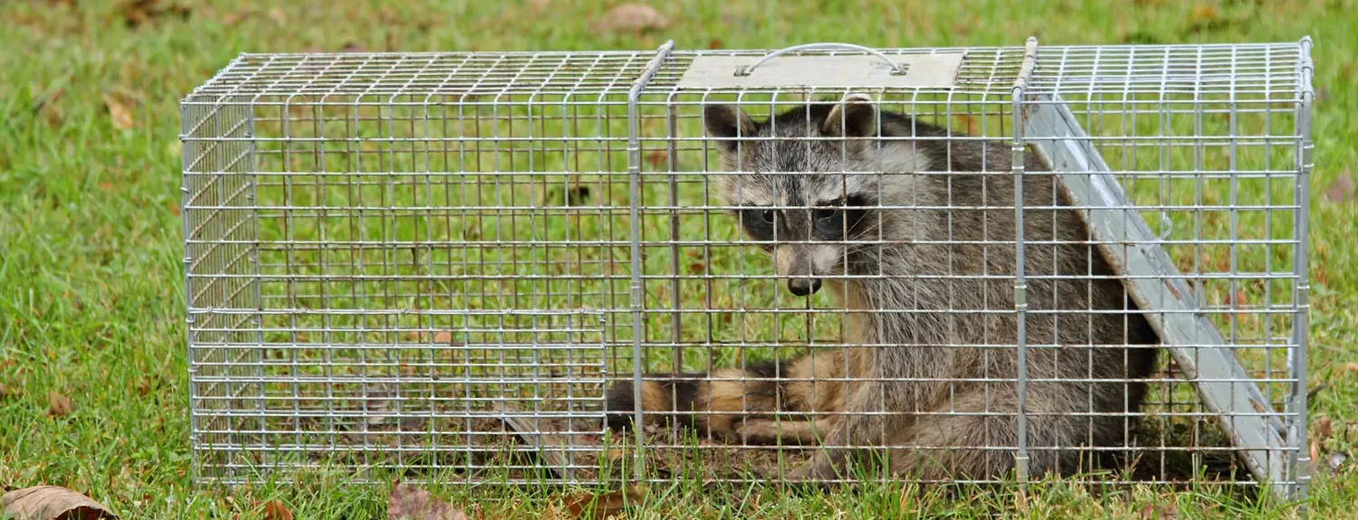 Raccoon Removal Services Beavercreek, OH