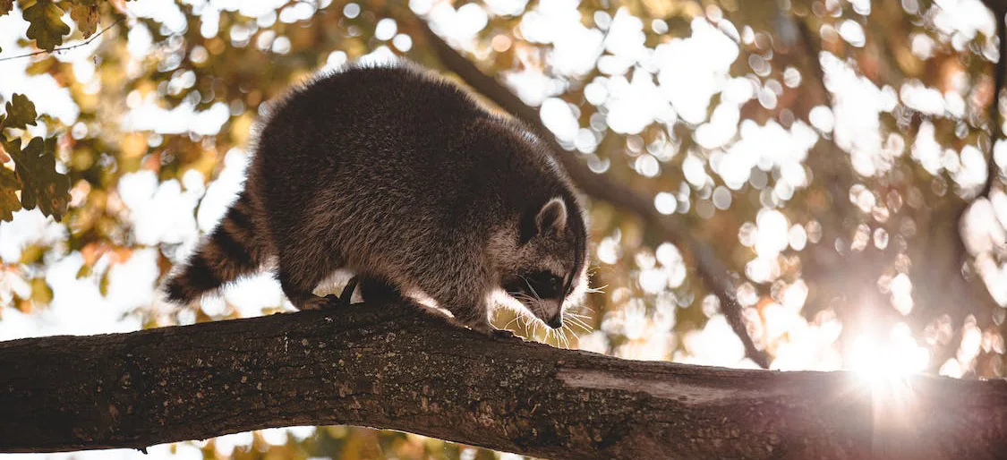 Raccoon Removal