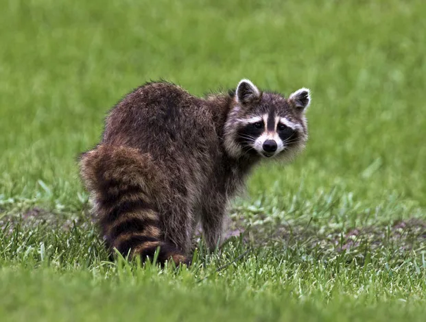 Raccoon Removal Services