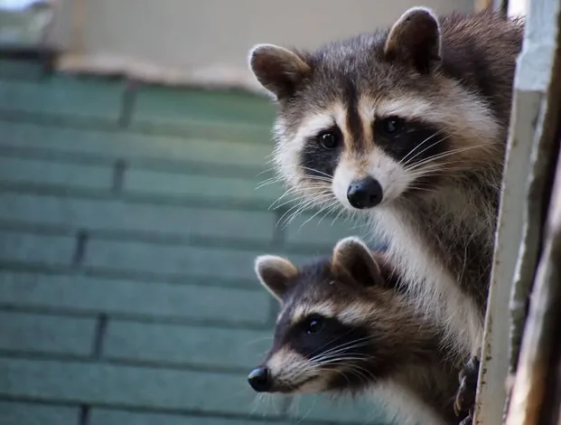 Raccoon Control