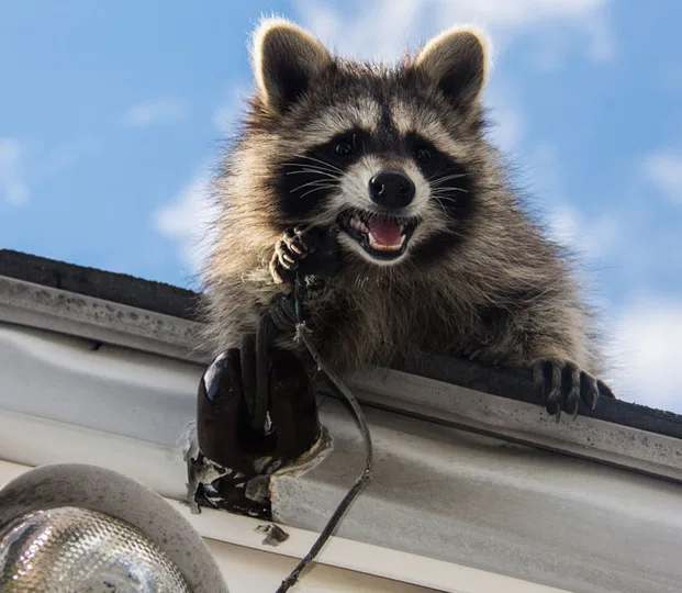 Comprehensive Raccoon Removal Services in Cincinnati
