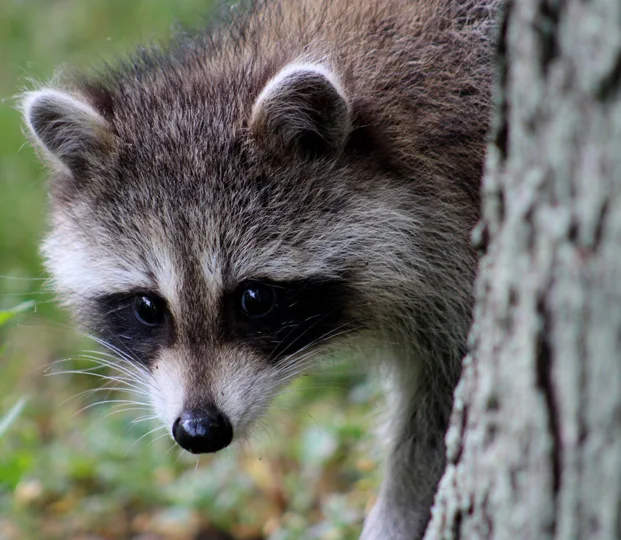 Preventing Animal Invasion and Damage