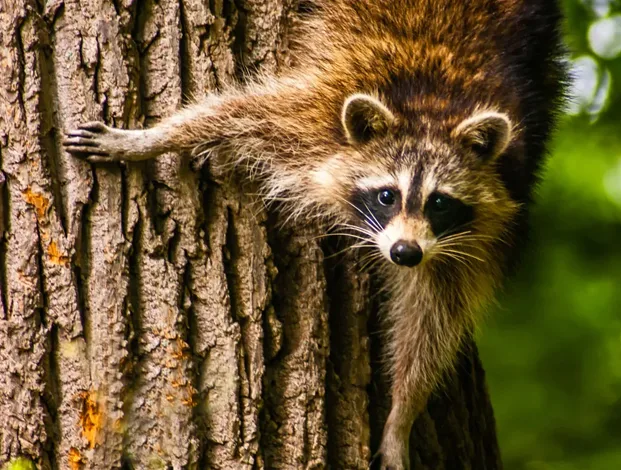 Comprehensive Raccoon Removal Services in Cincinnati