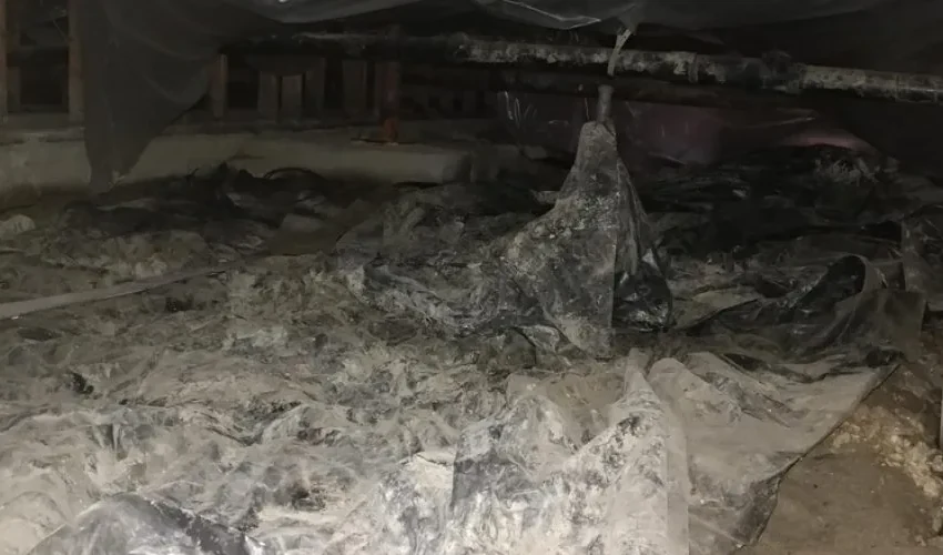 Raccoon Removal: What Animals Can Live Under a House?