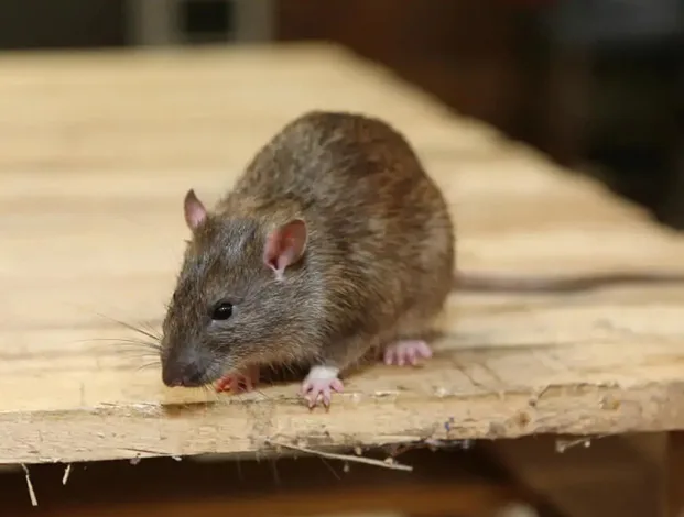 Residential Rat Removal Services